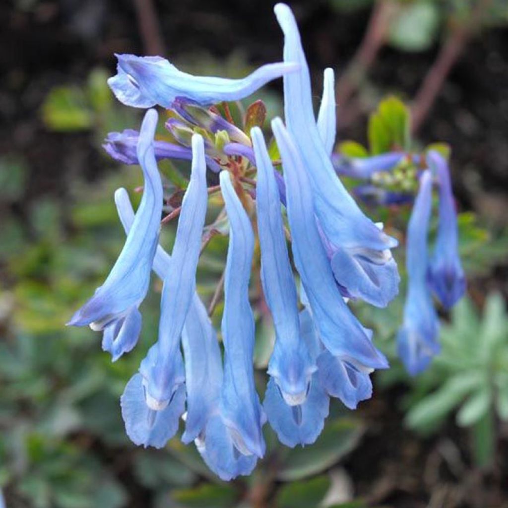 Corydalis flexuosa China Blue - Gebogener Lerchensporn