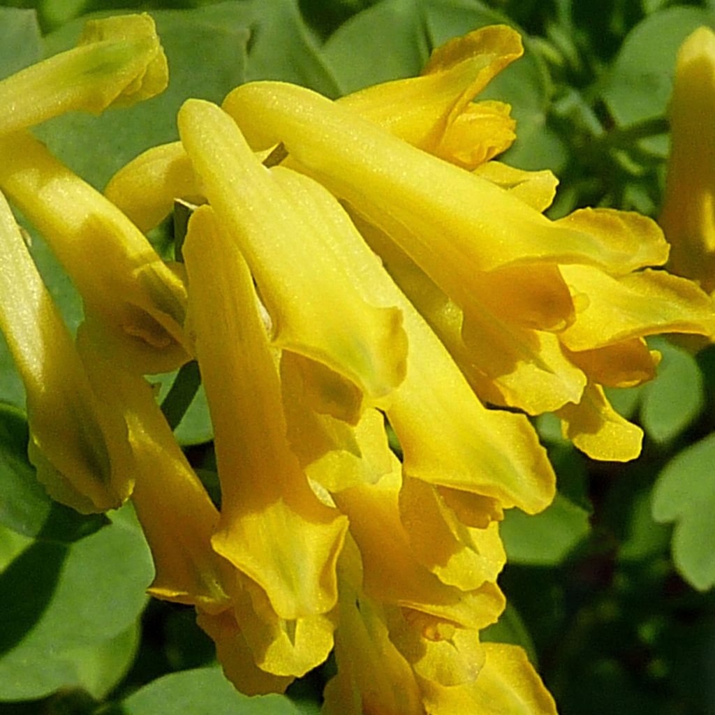 Corydalis lutea - Gelber Lerchensporn