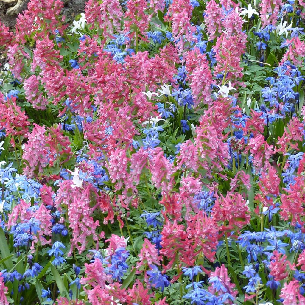 Corydalis solida GP Baker - Corydale bulbeuse