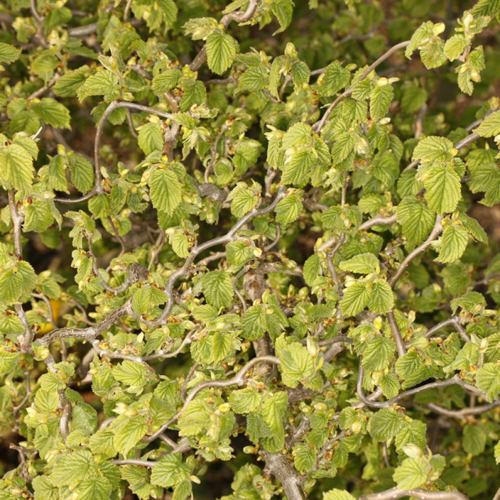 Haselnuss Twister - Corylus avellana