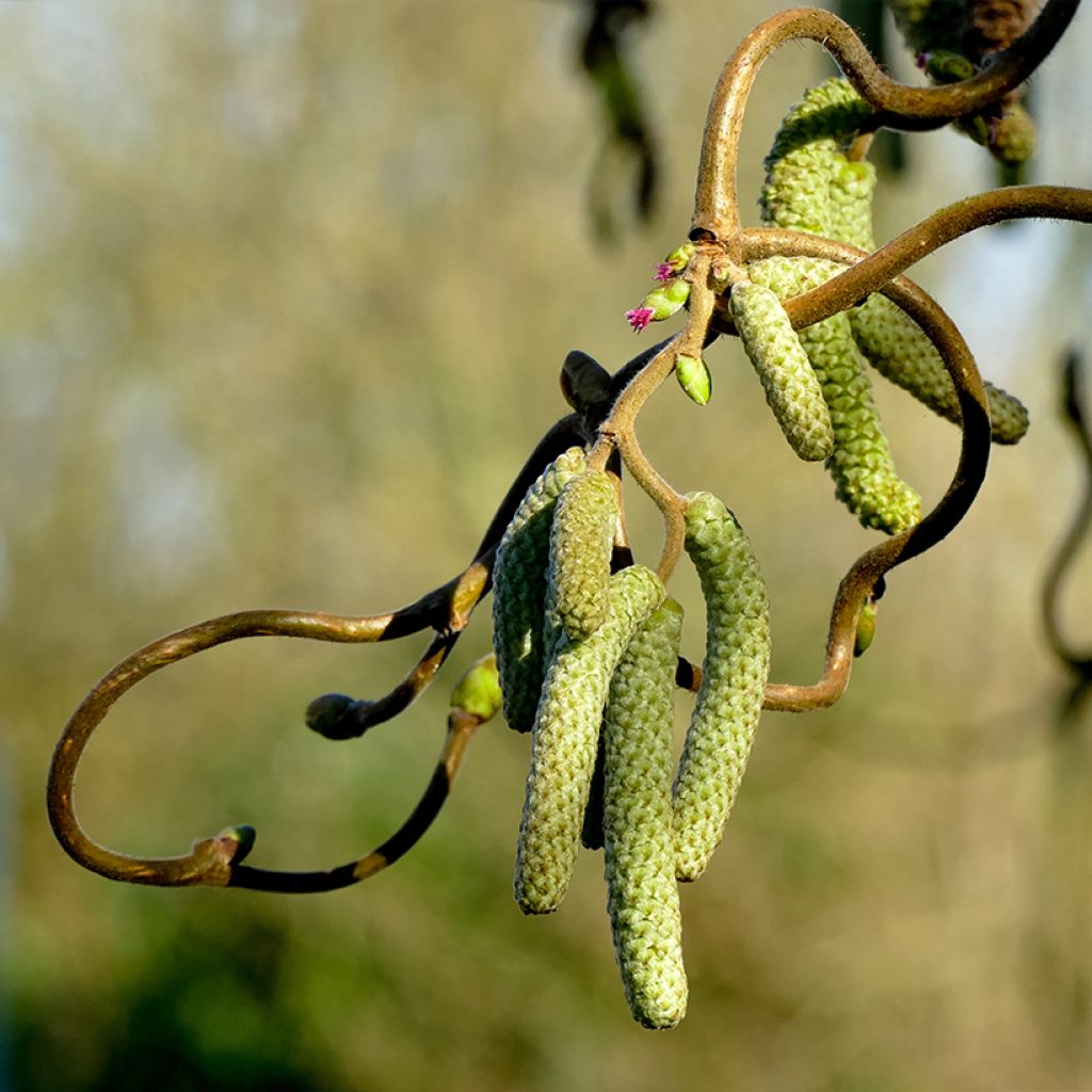Haselnuss Medusa - Corylus avellana