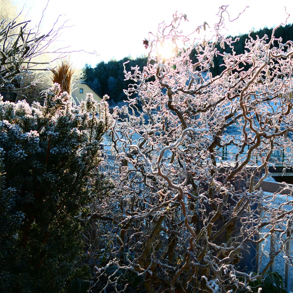 Haselnuss Medusa - Corylus avellana