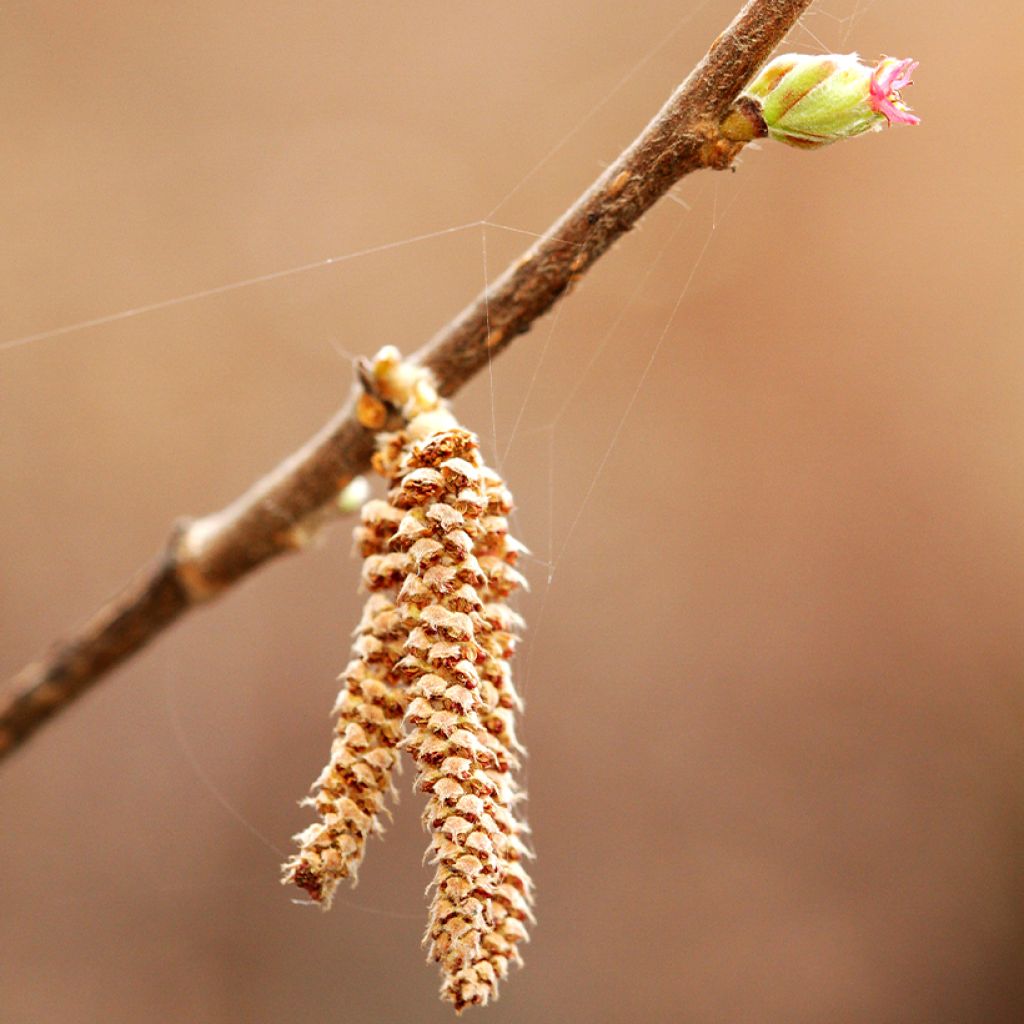 Japanische Hasel - Corylus sieboldiana