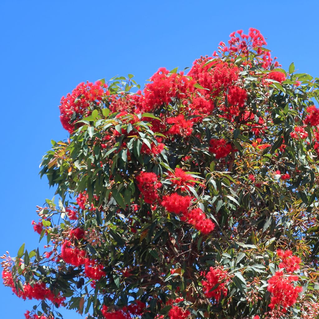 Corymbia ficifolia - Eucalyptus ou gommier rouge