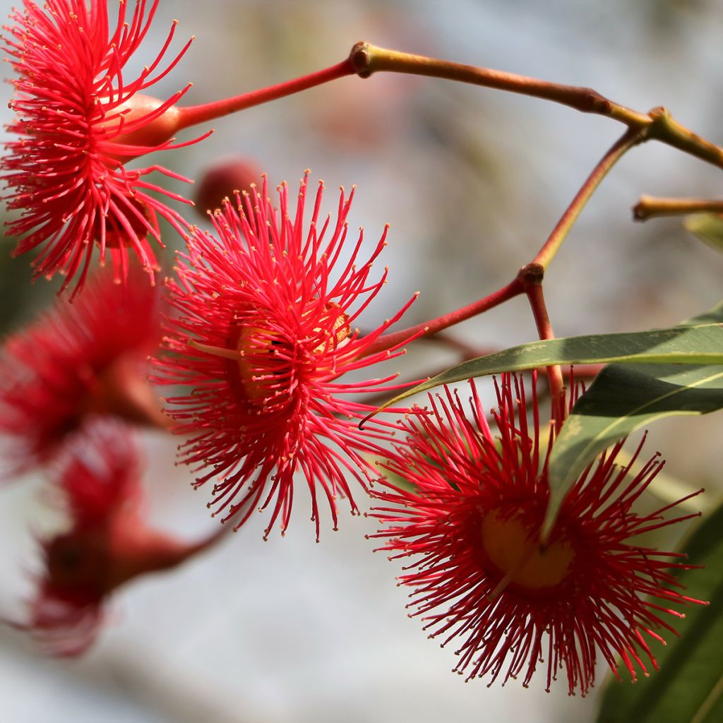 Corymbia ficifolia - Eucalyptus ou gommier rouge