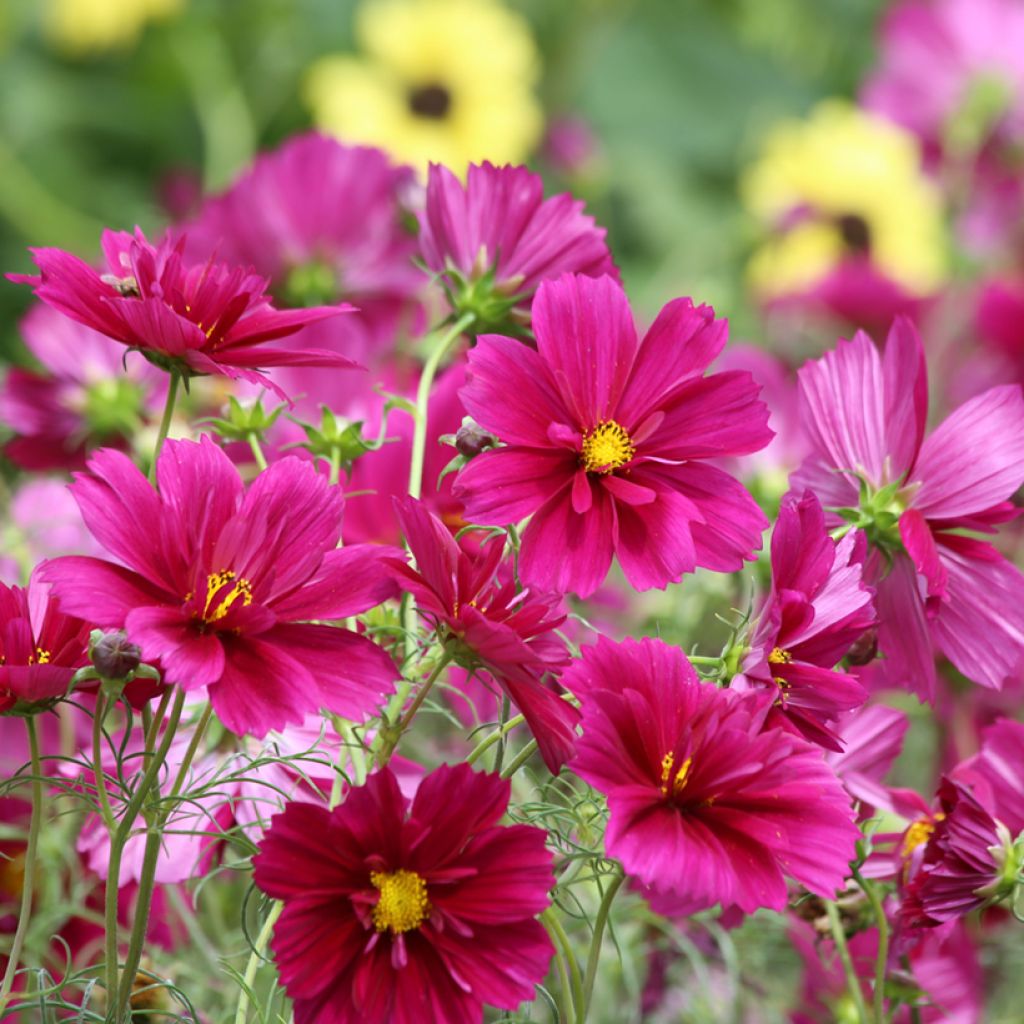 Schmuckkörbchen Fandango (Samen) - Cosmos bipinnatus