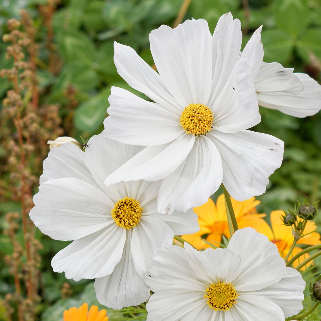 Schmuckkörbchen Sonata White - Cosmos