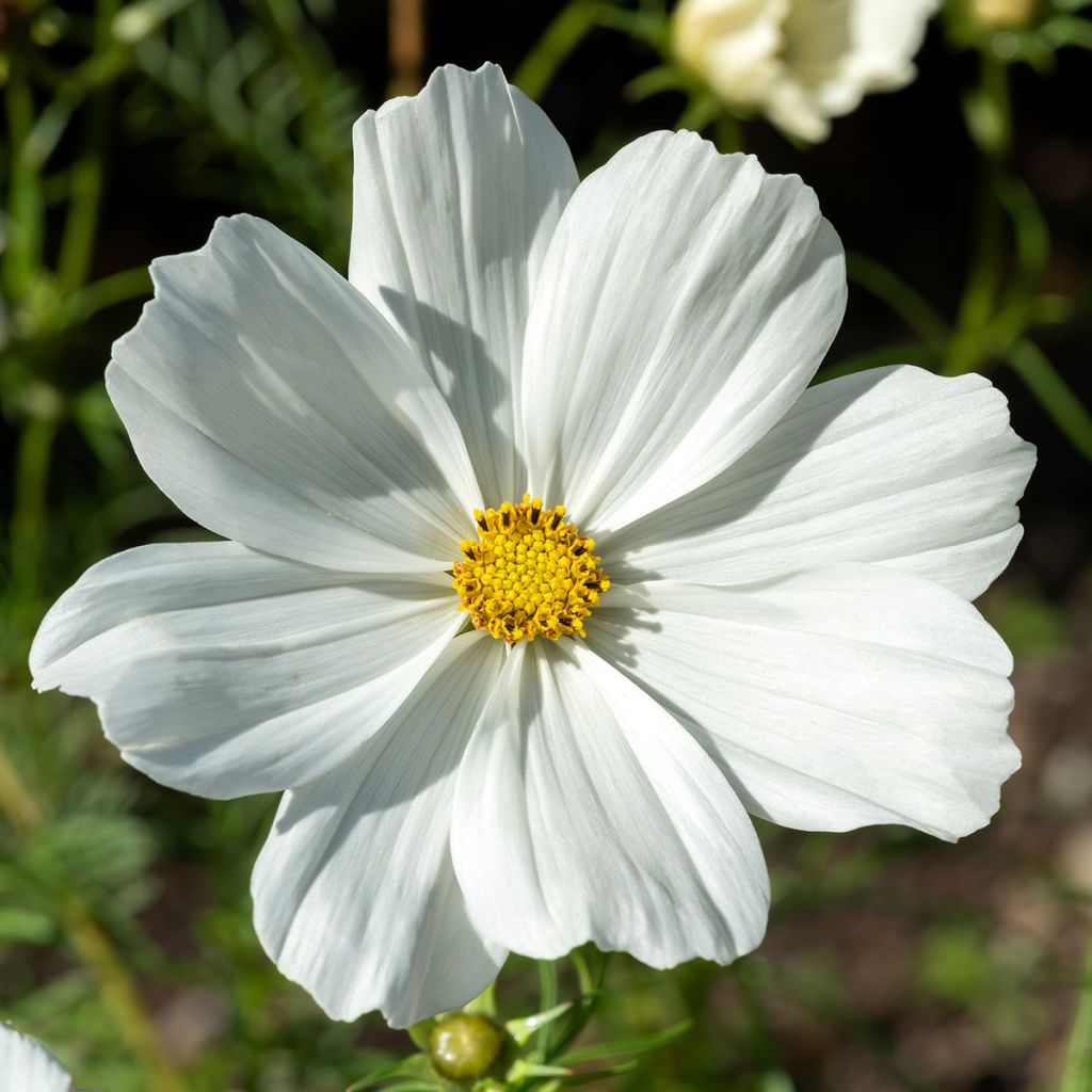 Schmuckkörbchen Sonata White - Cosmos