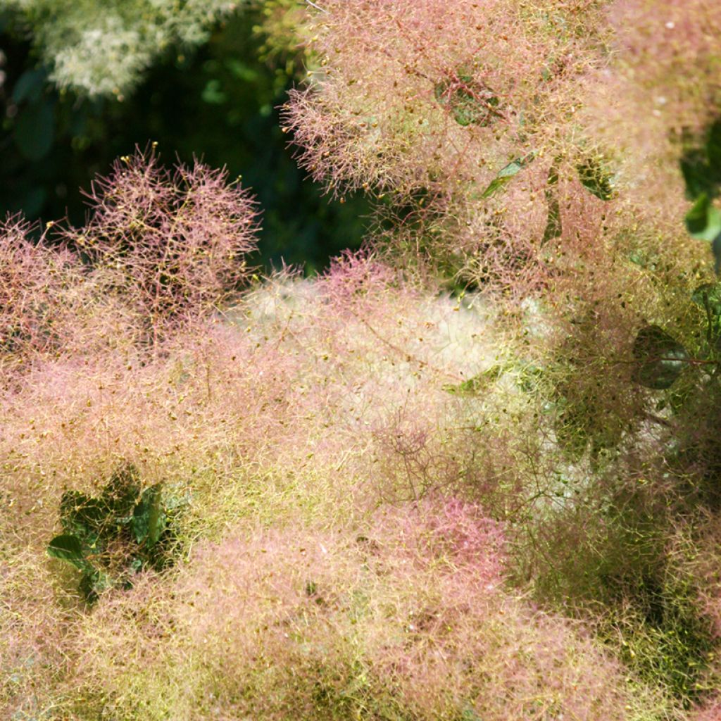 Perückenstrauch - Cotinus coggygria