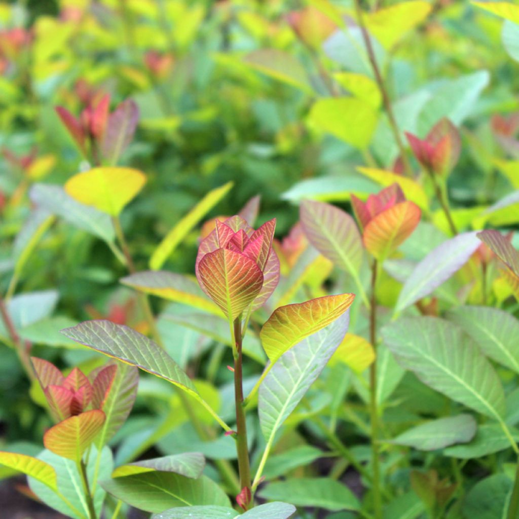 Perückenstrauch Flame - Cotinus coggygria