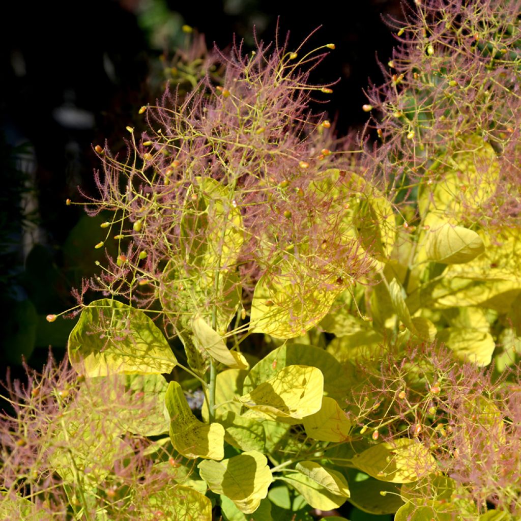 Perückenstrauch Golden Spirit - Cotinus coggygria