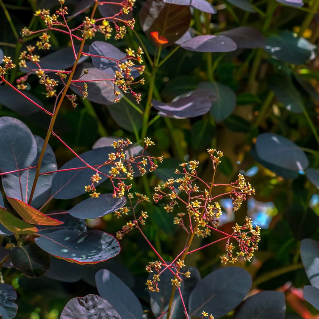 Perückenstrauch Royal Purple - Cotinus coggygria
