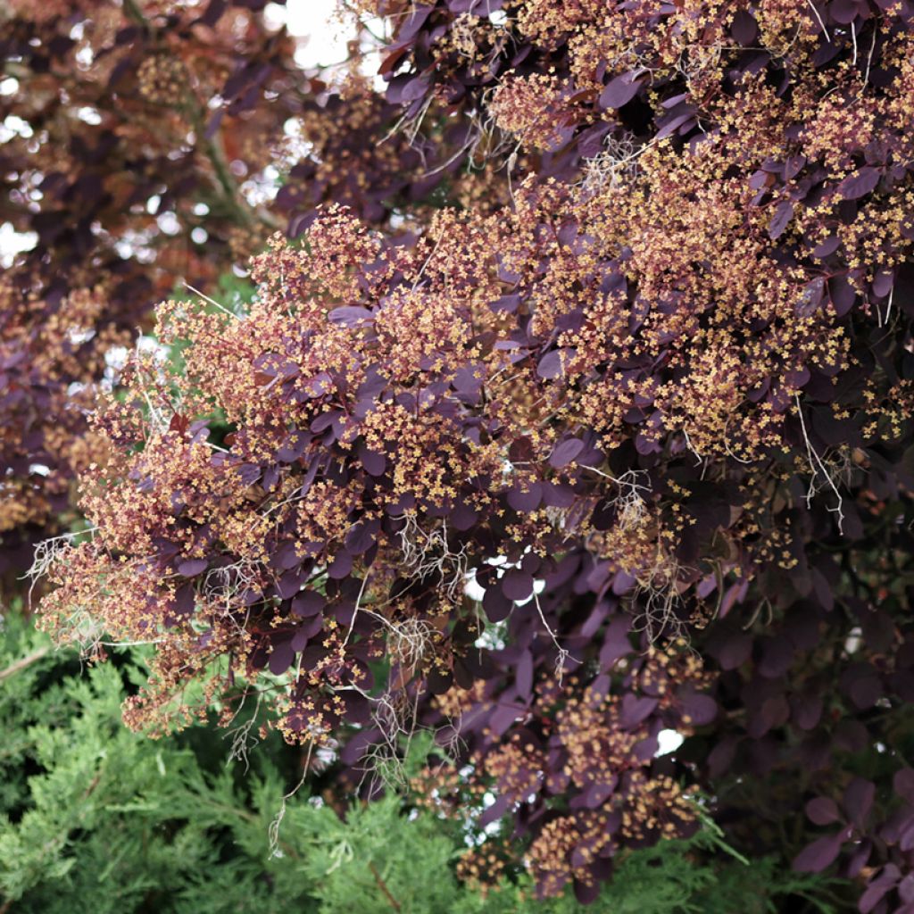 Perückenstrauch Royal Purple - Cotinus coggygria
