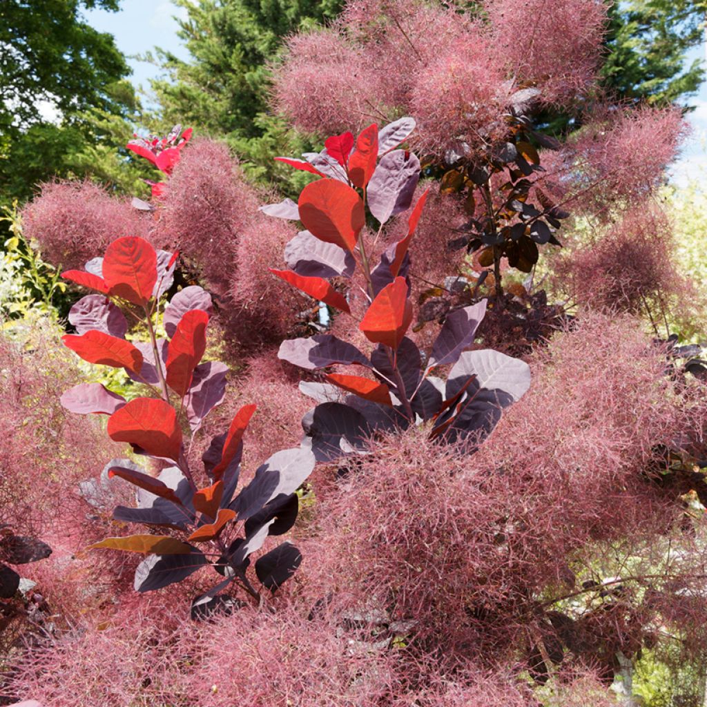 Perückenstrauch Royal Purple - Cotinus coggygria