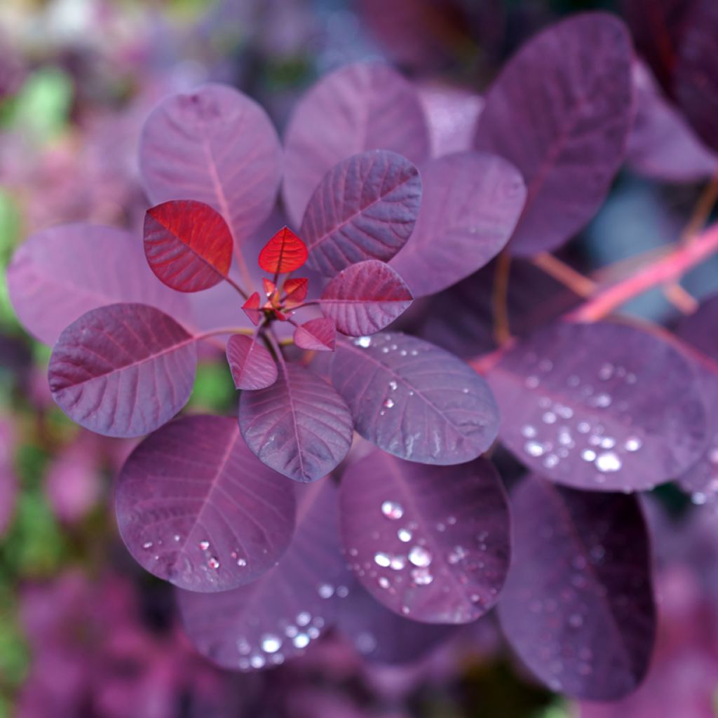 Perückenstrauch Royal Purple - Cotinus coggygria