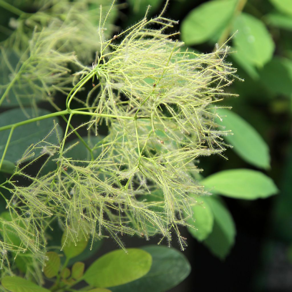 Perückenstrauch Young Lady - Cotinus coggygria