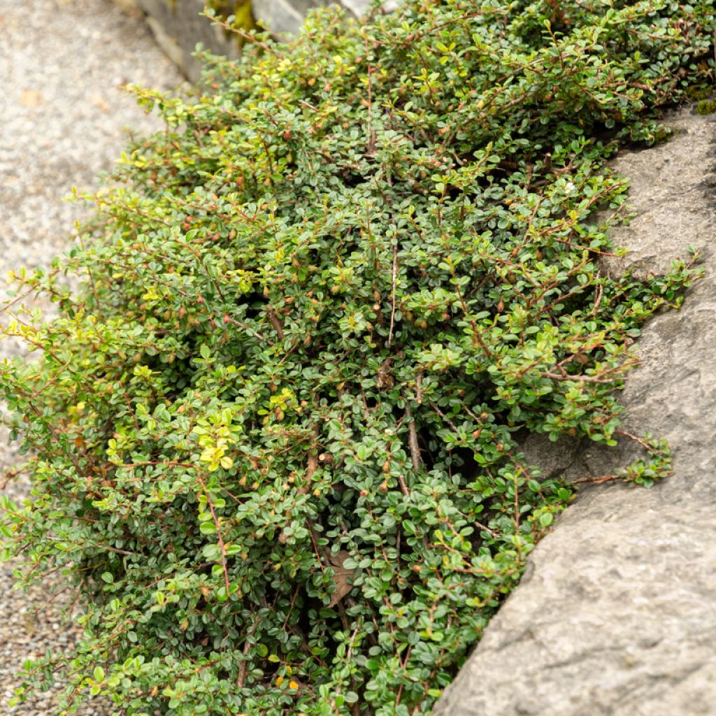 Cotoneaster adpressus - Zwergmispel
