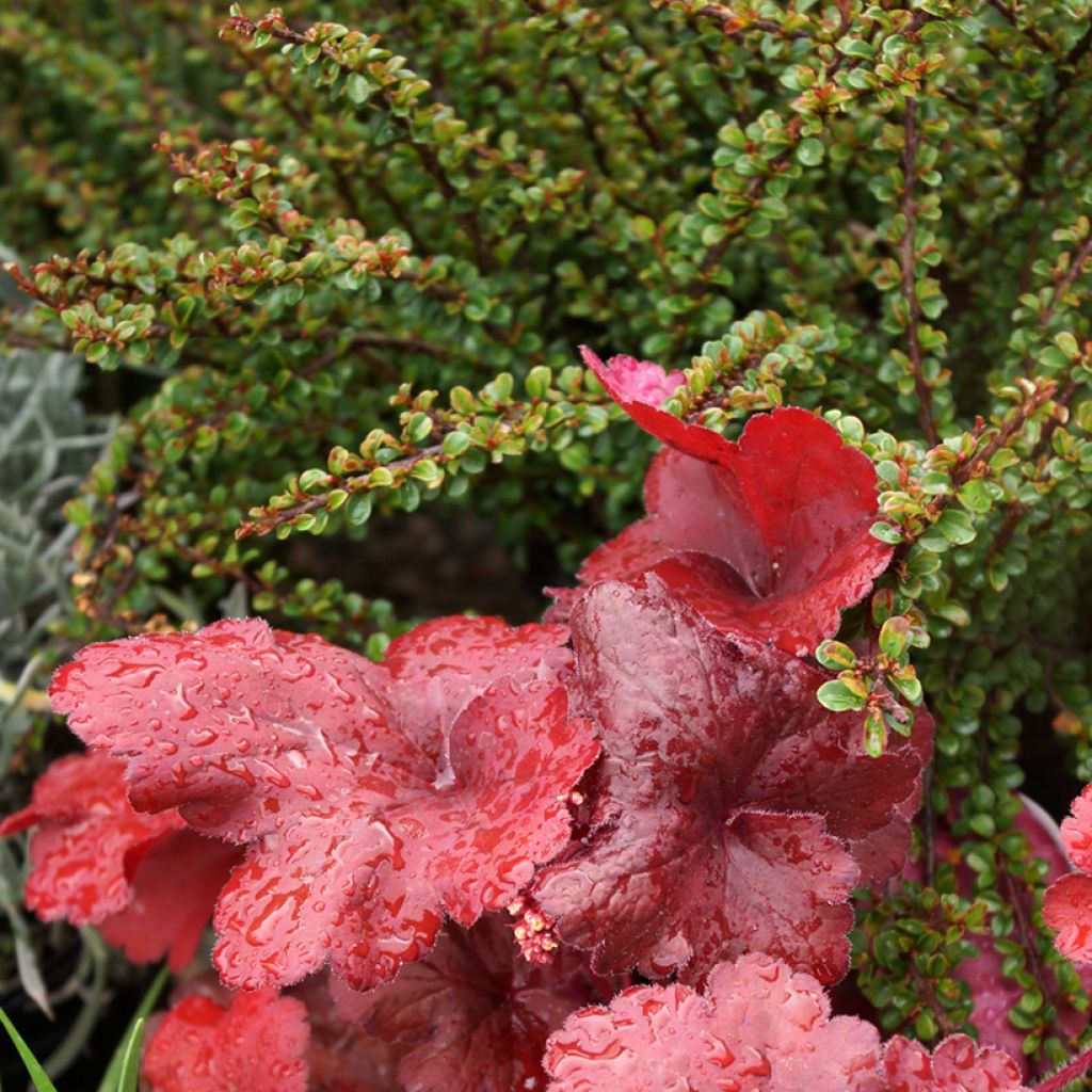 Cotoneaster adpressus Little Gem - Zwergmispel