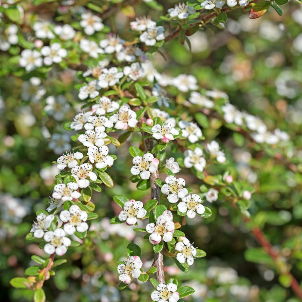 Cotoneaster dammeri - Teppich-Zwergmispel