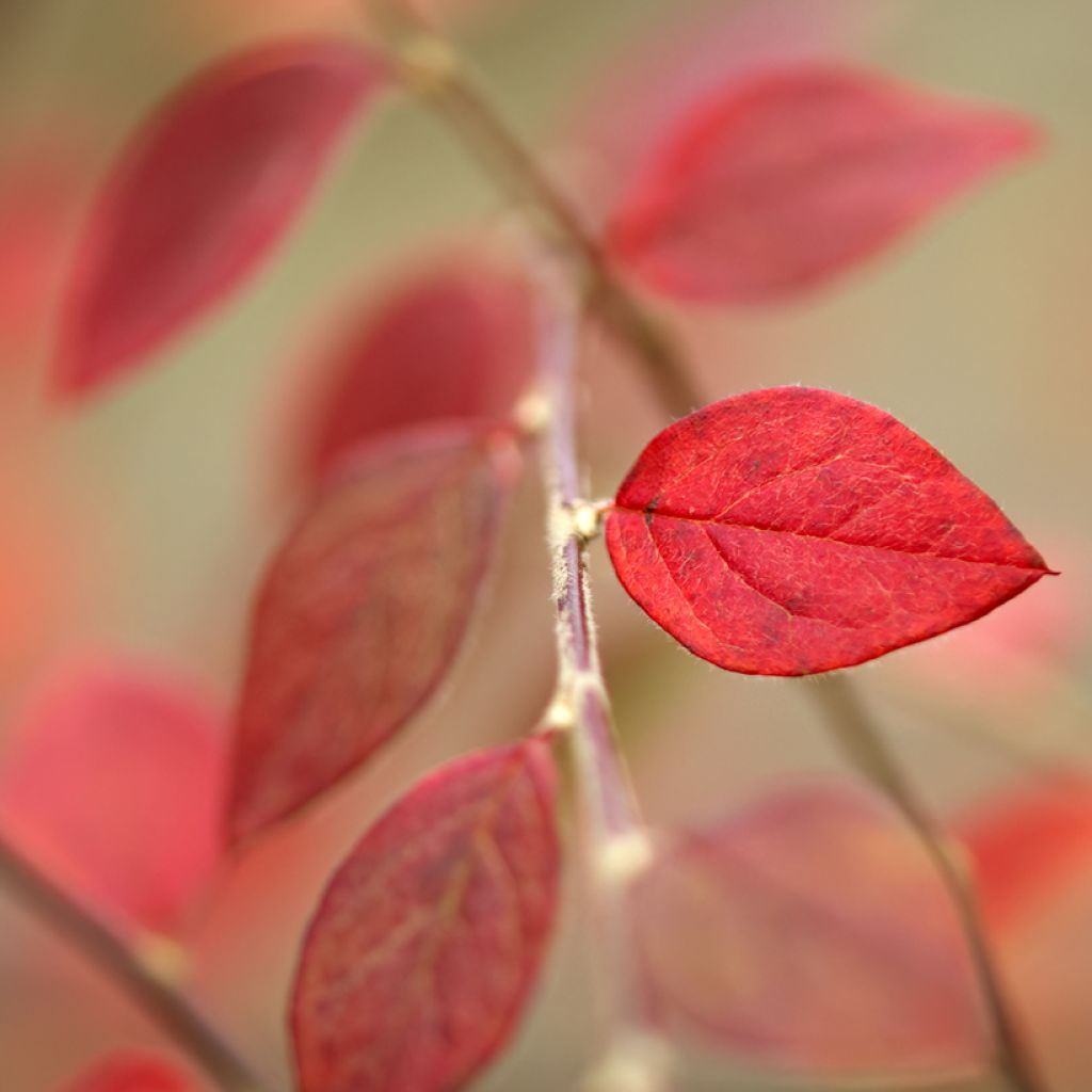 Cotoneaster dammeri - Teppich-Zwergmispel