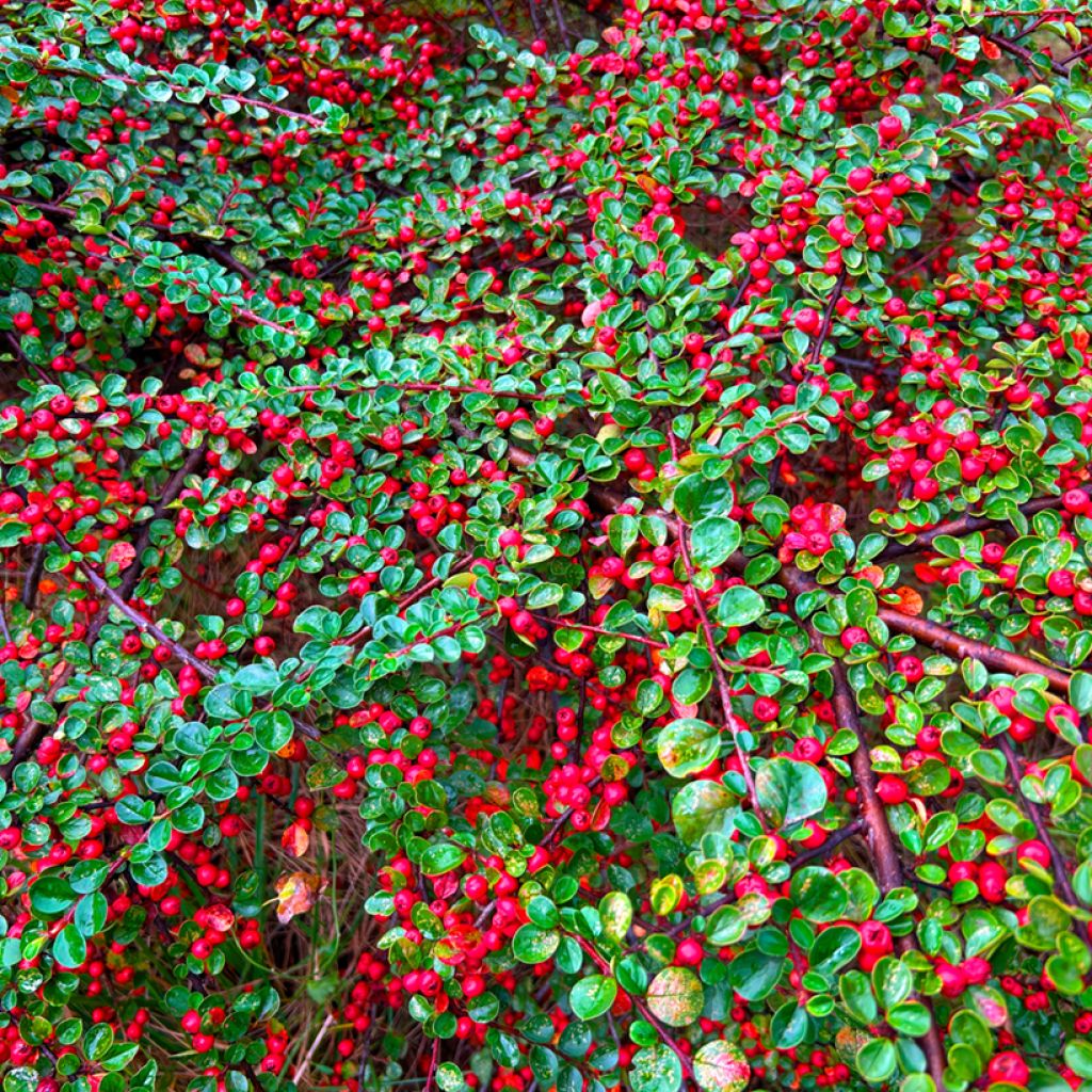 Cotoneaster dammeri - Teppich-Zwergmispel