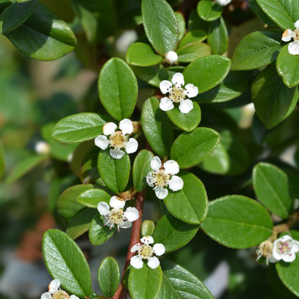 Cotoneaster dammeri - Teppich-Zwergmispel