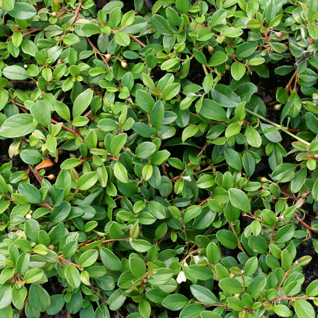 Cotoneaster dammeri - Teppich-Zwergmispel