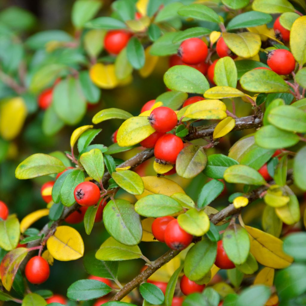 Cotoneaster dammeri Eichholz - Teppich-Zwergmispel