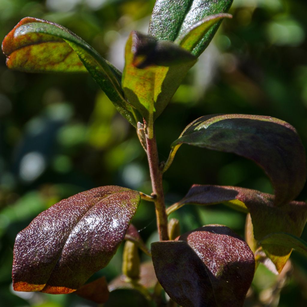 Cotoneaster dammeri Mooncreeper - Teppich-Zwergmispel