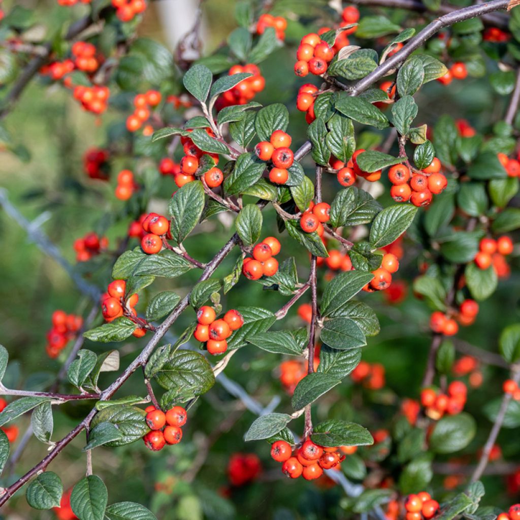 Cotoneaster franchetii - Zwergmispel