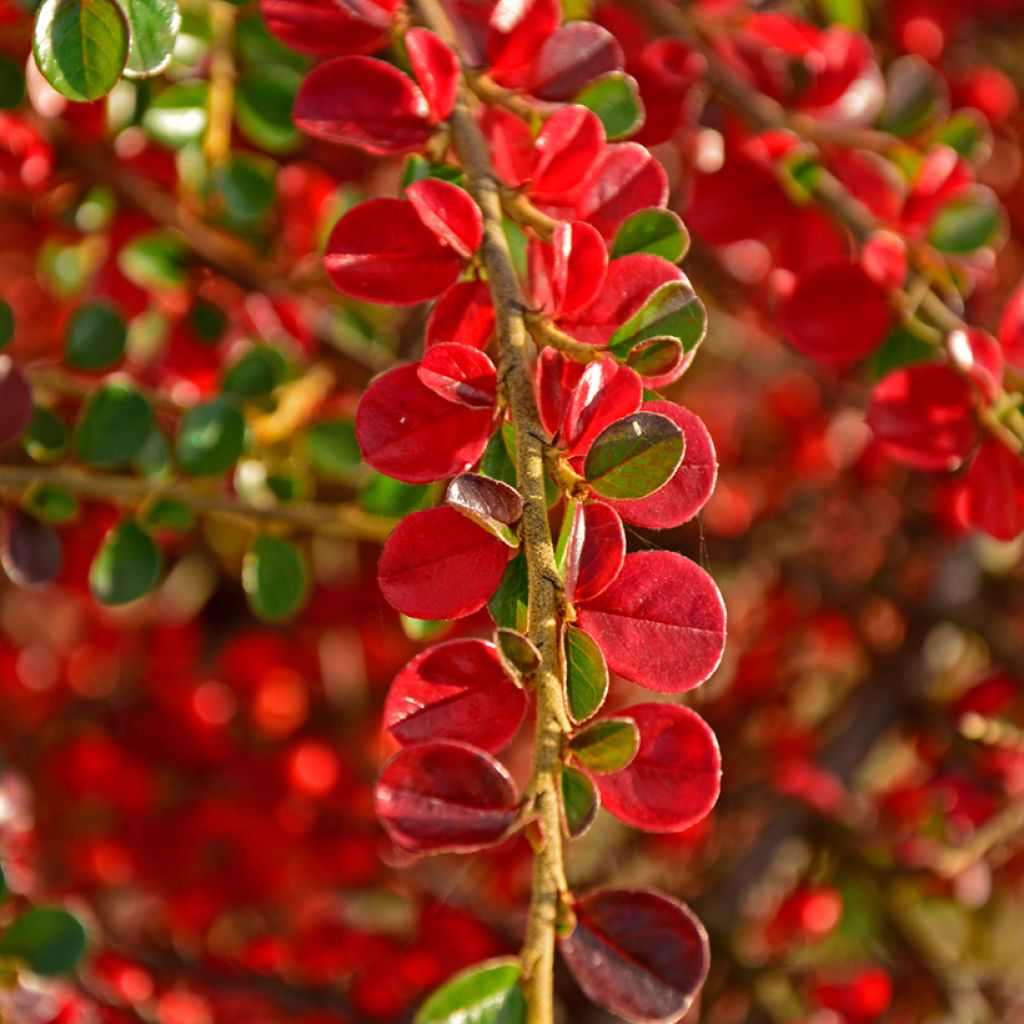 Cotoneaster horizontalis - Zwergmispel