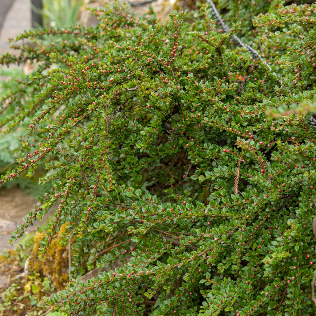 Cotoneaster horizontalis - Zwergmispel