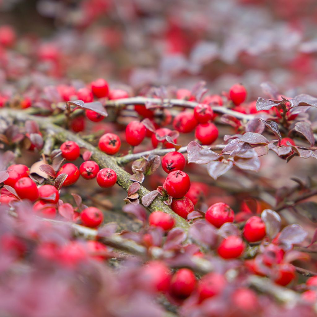 Cotoneaster horizontalis - Zwergmispel