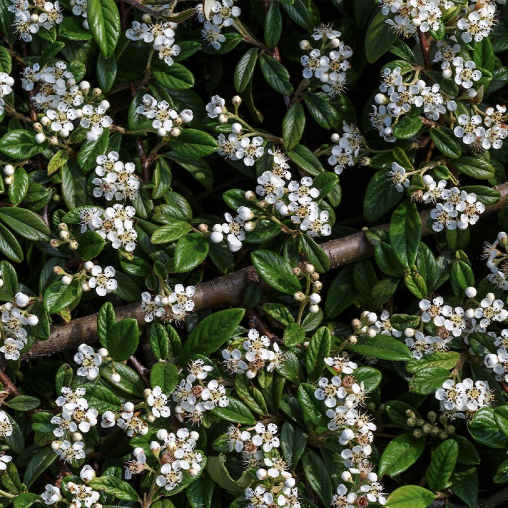 Cotoneaster horizontalis - Zwergmispel