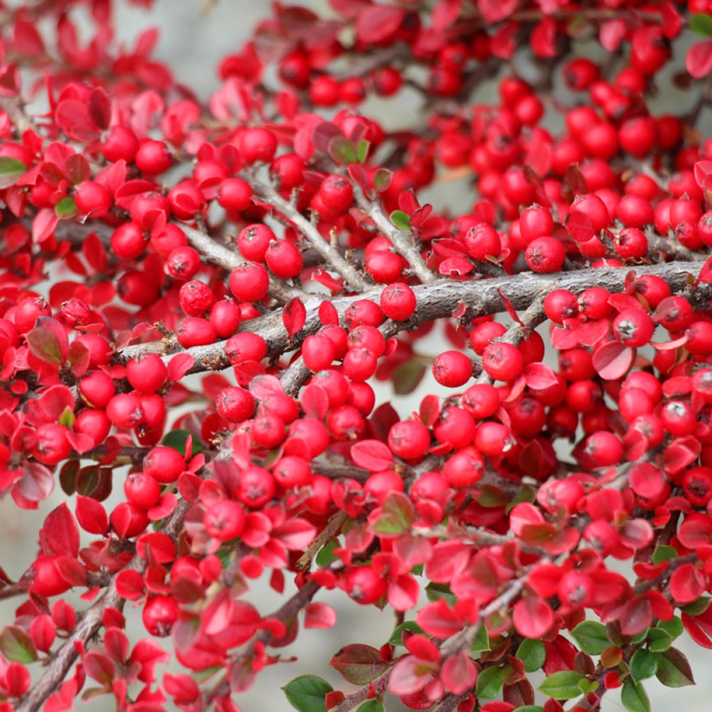 Cotoneaster horizontalis - Zwergmispel