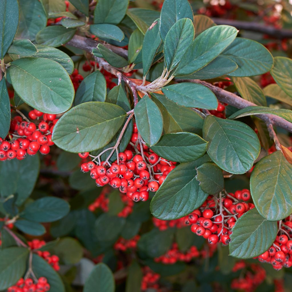 Cotoneaster lacteus - Zwergmispel