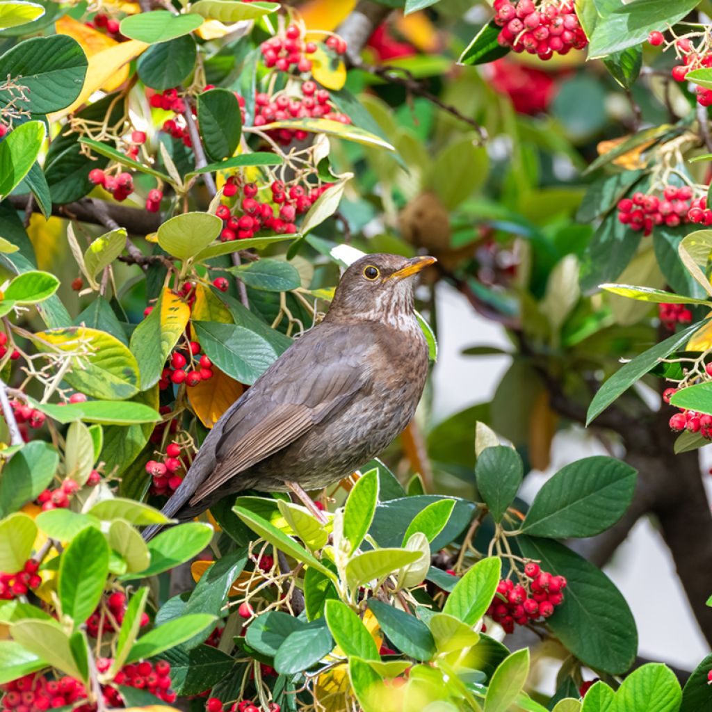 Cotoneaster lacteus - Zwergmispel
