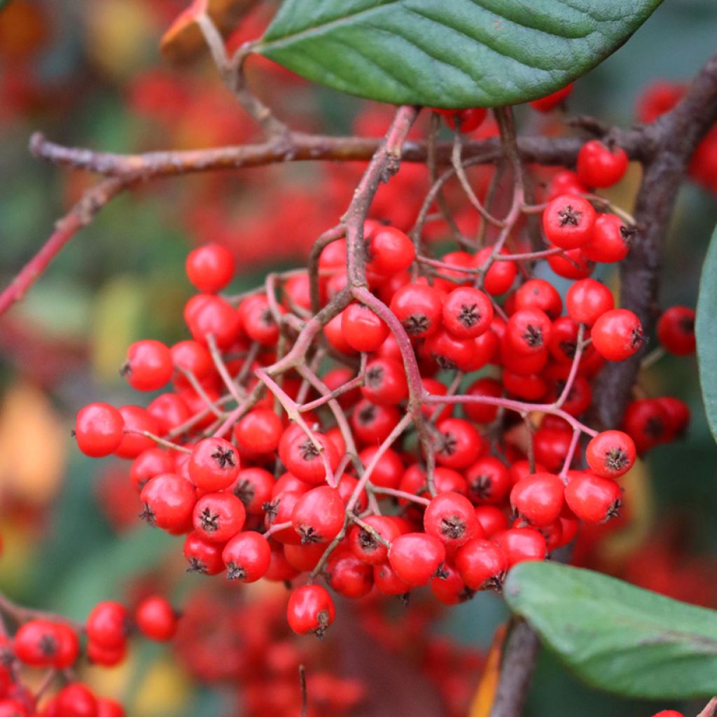 Cotoneaster lacteus - Zwergmispel