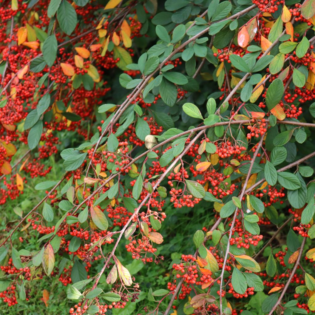Cotoneaster lacteus - Zwergmispel
