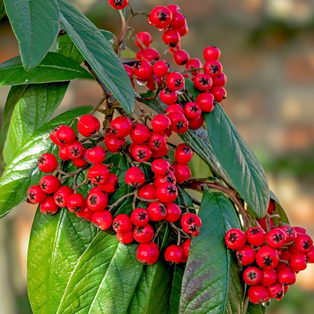 Cotoneaster lacteus - Zwergmispel