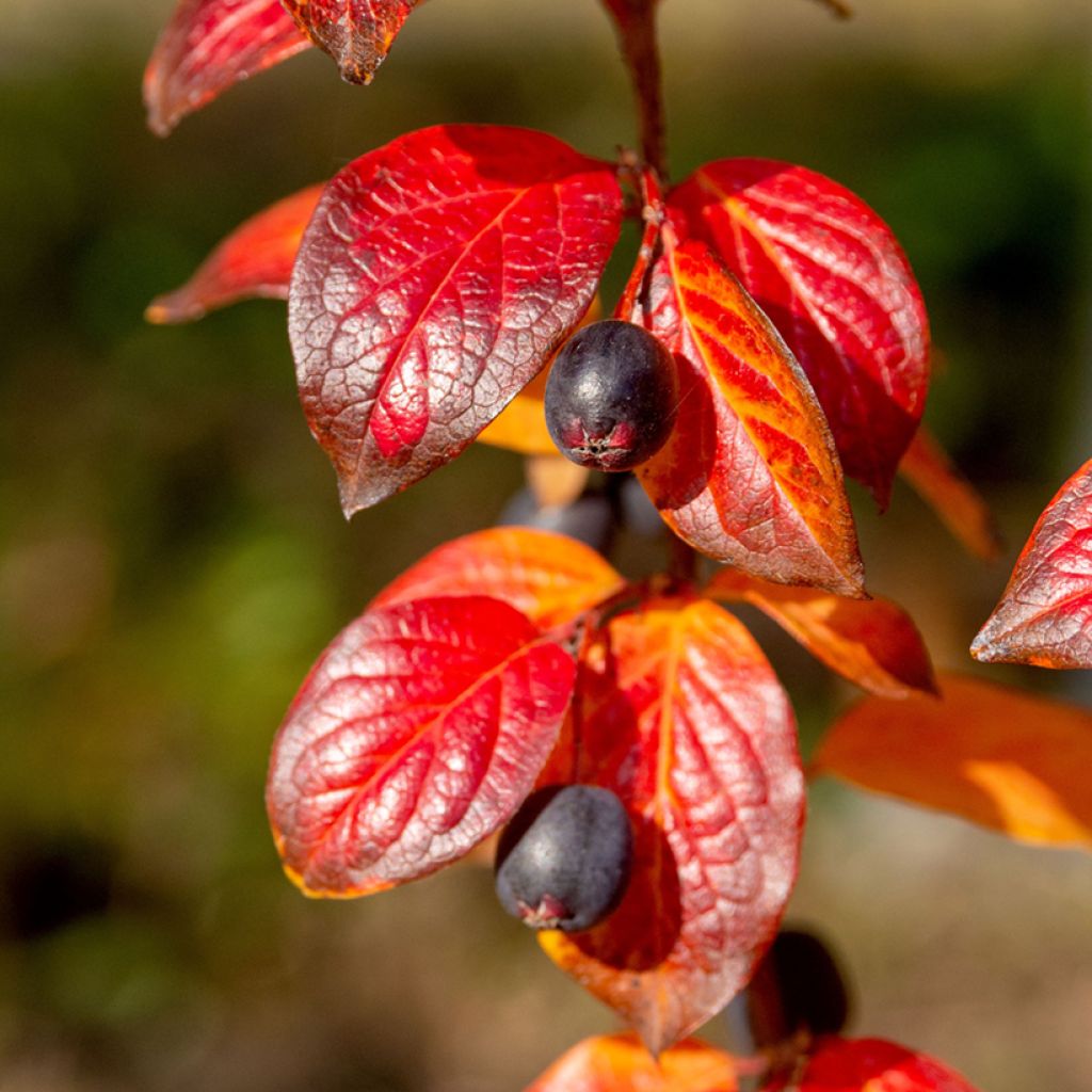 Cotoneaster lucidus - Zwergmispel