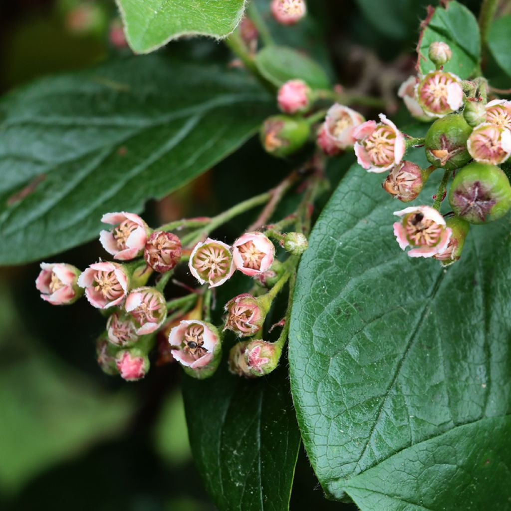 Cotoneaster lucidus - Zwergmispel