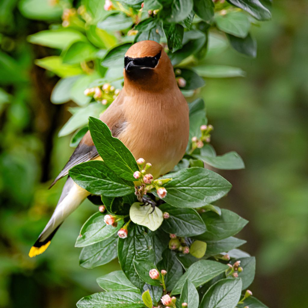 Cotoneaster lucidus - Zwergmispel