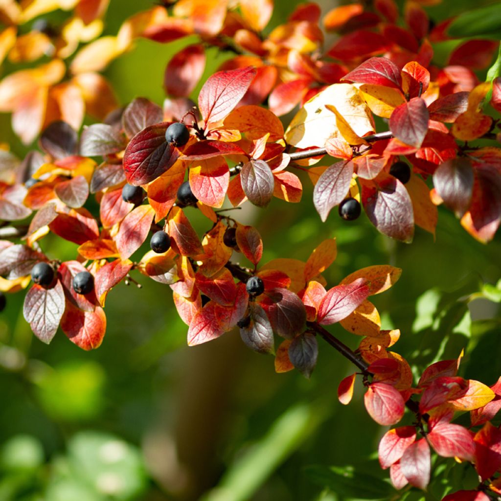 Cotoneaster lucidus - Zwergmispel