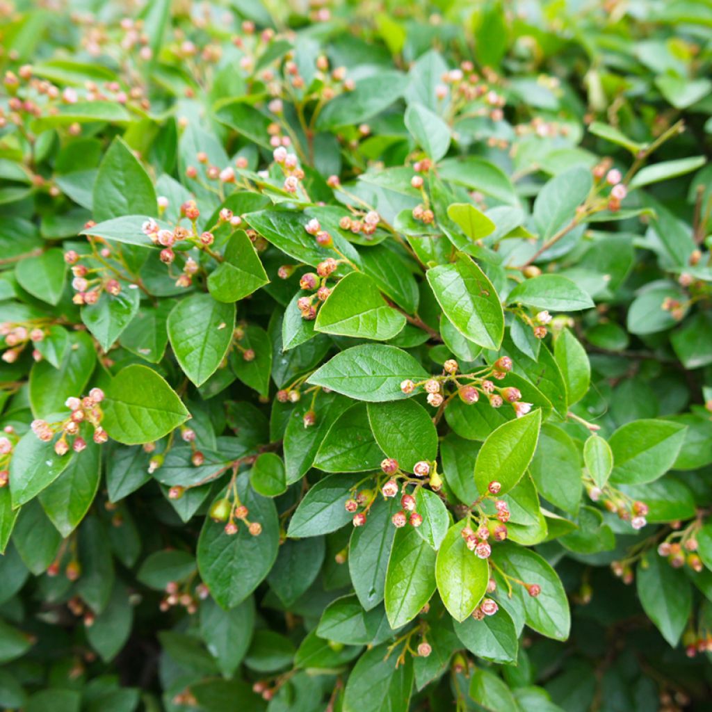 Cotoneaster lucidus - Zwergmispel