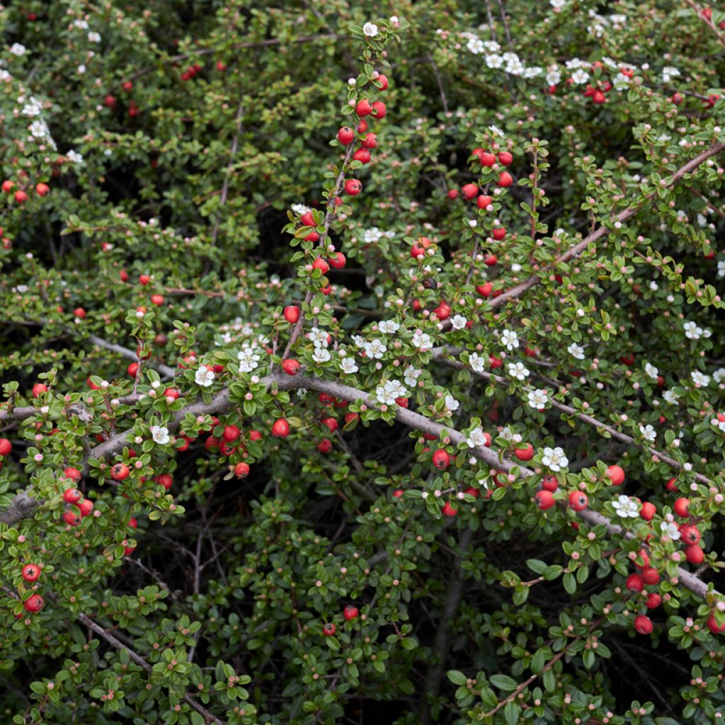 Cotoneaster microphyllus - Zwergmispel