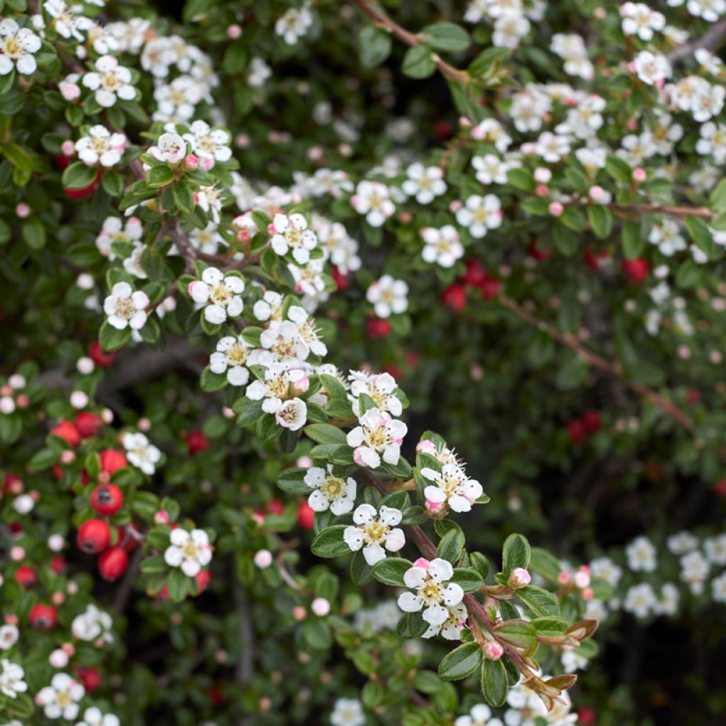 Cotoneaster microphyllus - Zwergmispel