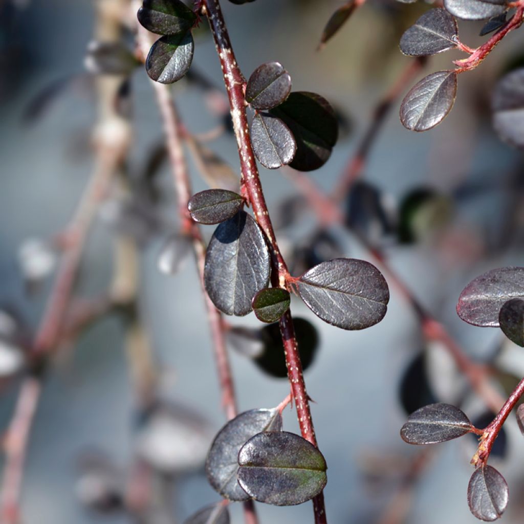 Cotoneaster procumbens Streibs Findling - Teppich-Zwergmispel