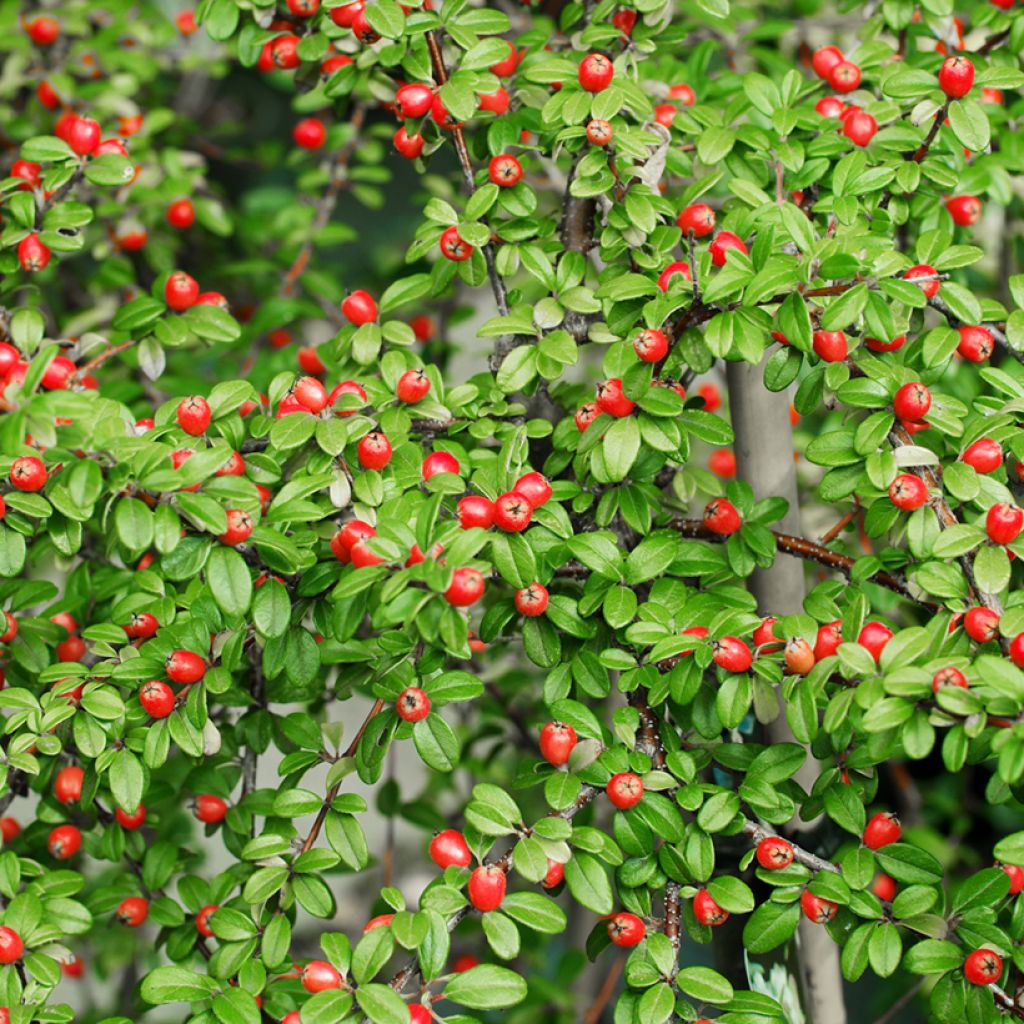 Cotoneaster suecicus Coral Beauty - Zwergmispel