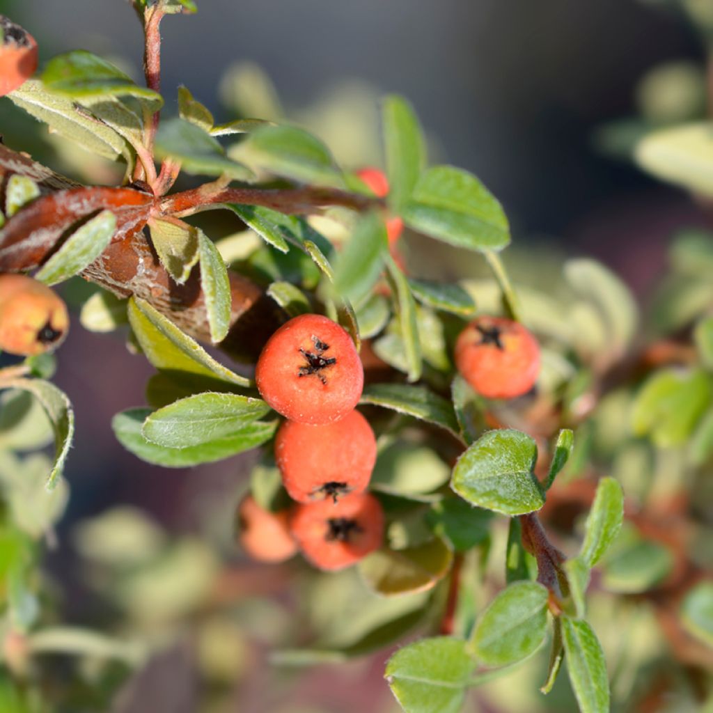Cotoneaster suecicus Coral Beauty - Zwergmispel